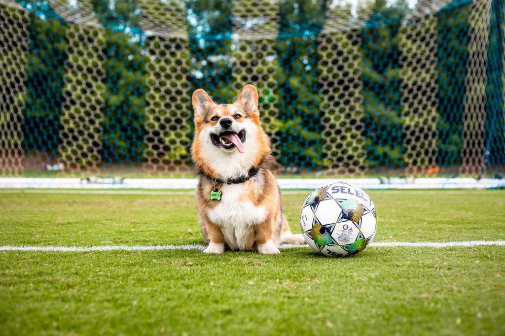Image of ACSC Corgi sitting on the goal line with a Select Soccer Ball. Navy gradient overlay with text that reads "Accessibility." 